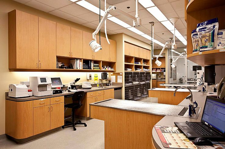 Bright veterinary clinic treatment and lab area